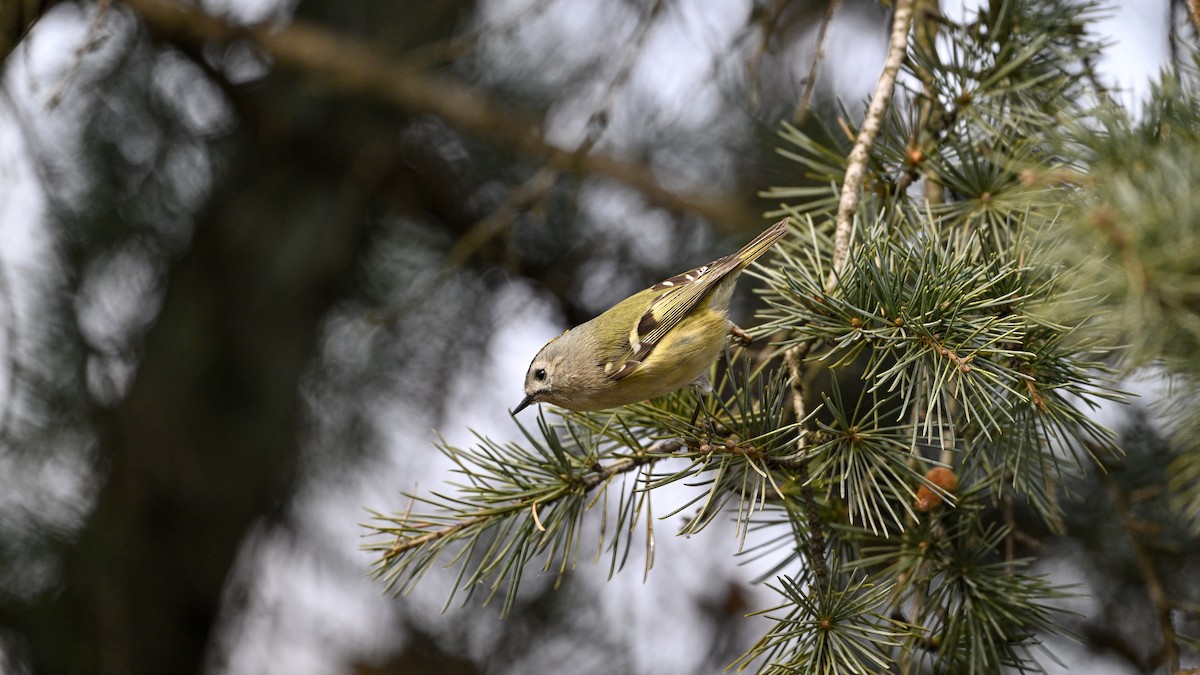 Mendi-erregetxoa - ML647610426