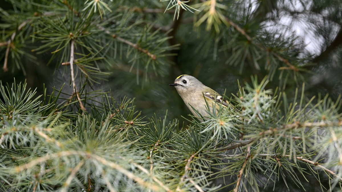 Mendi-erregetxoa - ML647610427