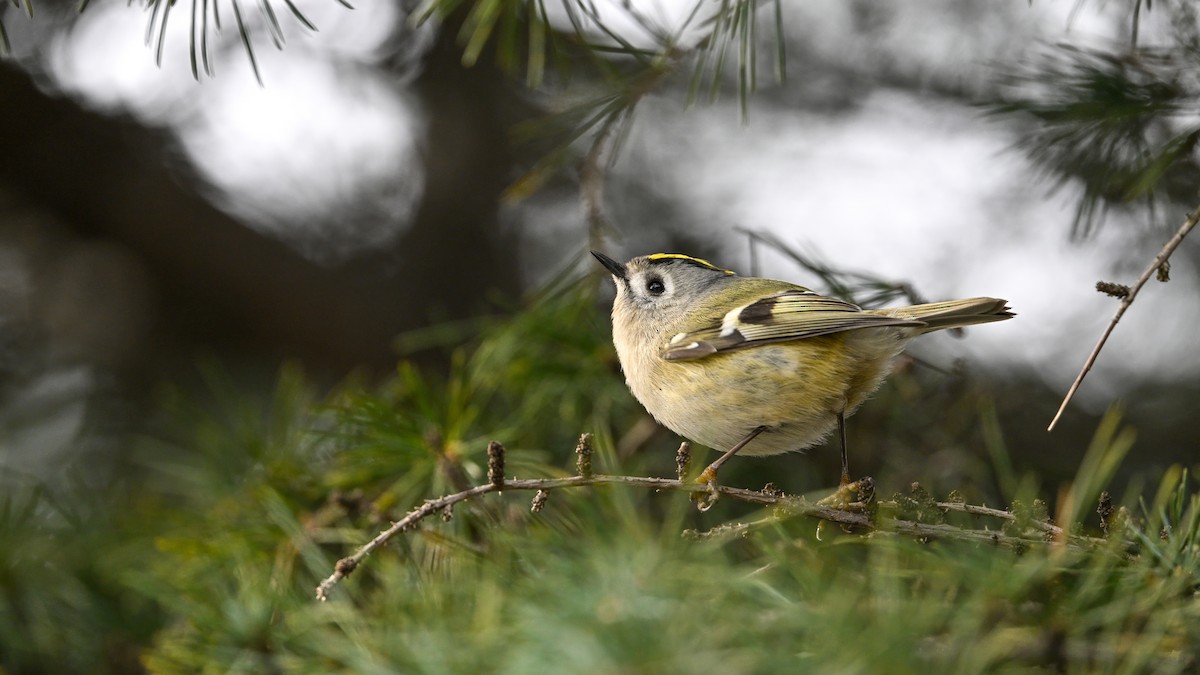 Mendi-erregetxoa - ML647610428