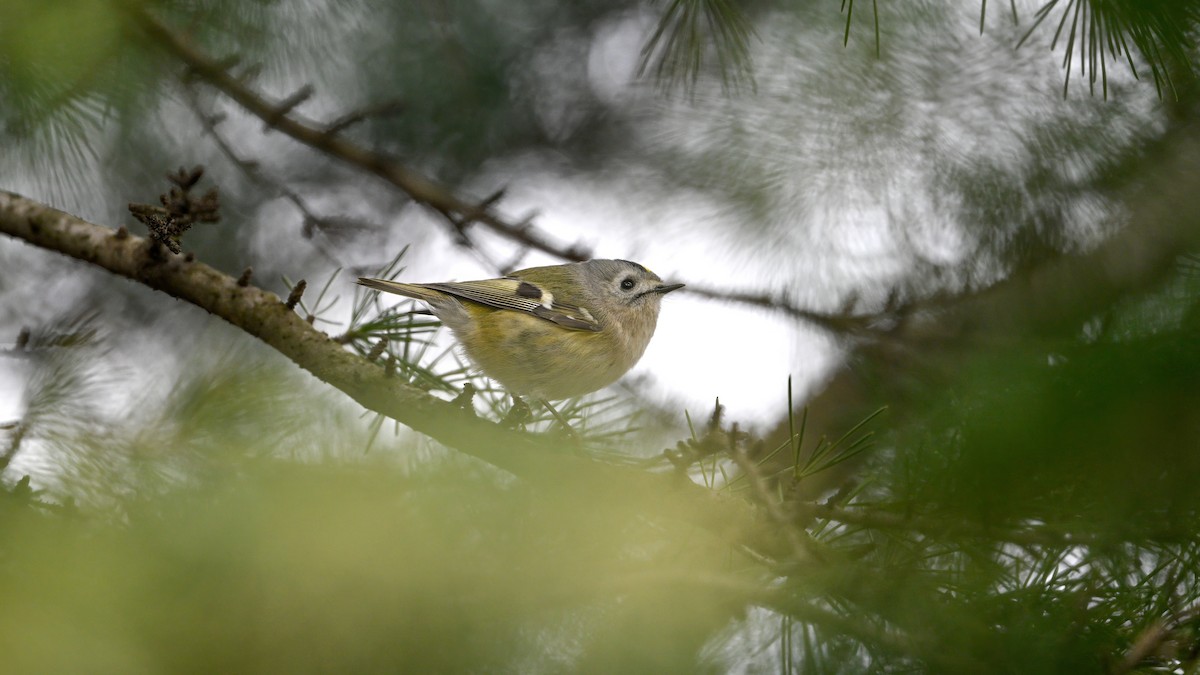 Mendi-erregetxoa - ML647610429