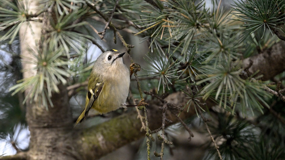 Mendi-erregetxoa - ML647610430