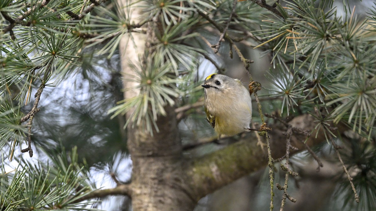 Mendi-erregetxoa - ML647610431