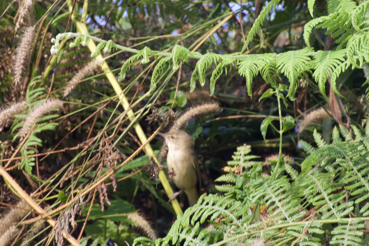 Plain Prinia - ML647610432