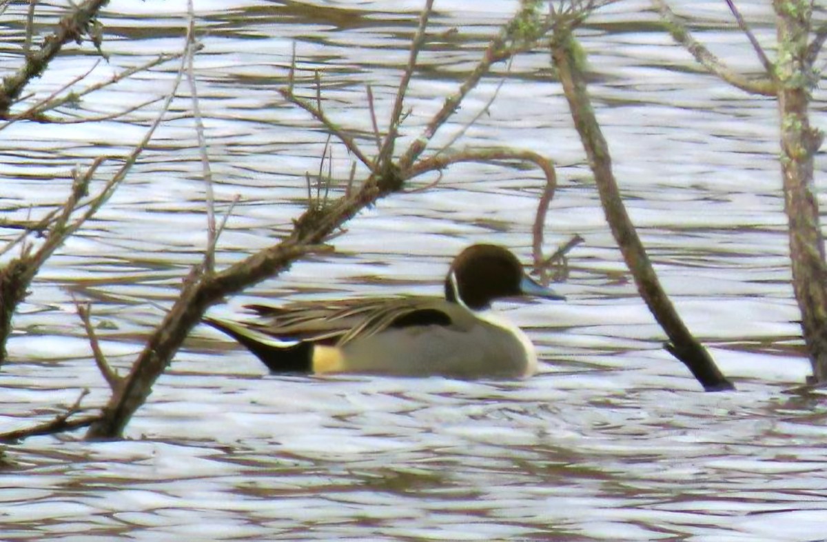 Ahate buztanluzea - ML647610433