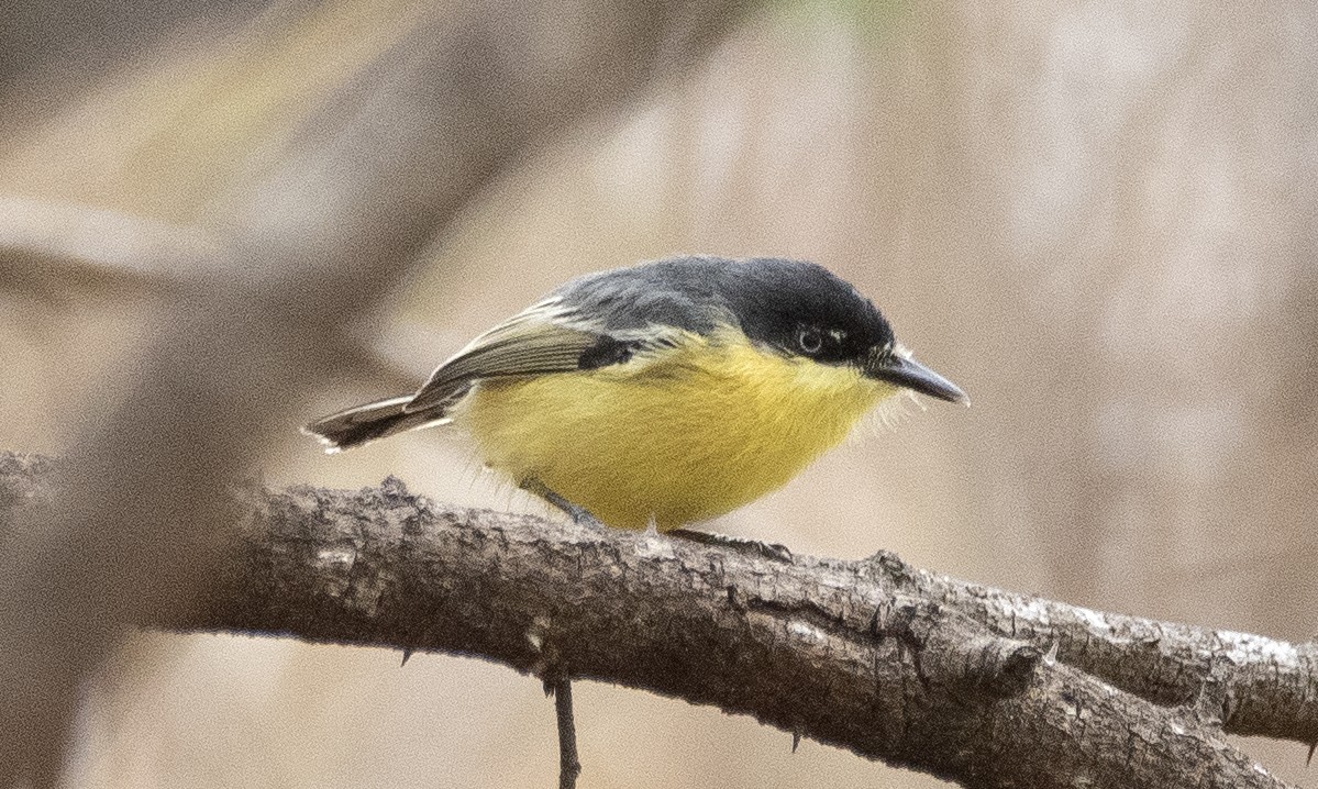Common Tody-Flycatcher (cinereum Group) - ML647610434