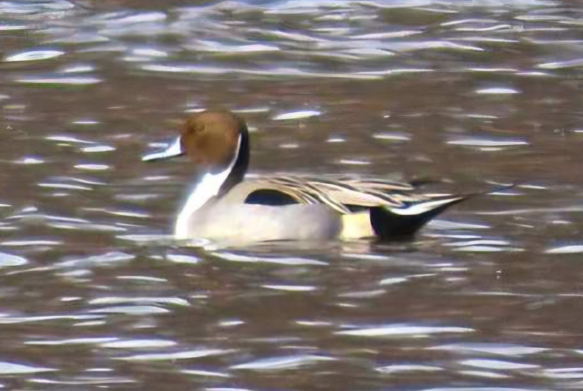 Ahate buztanluzea - ML647610439