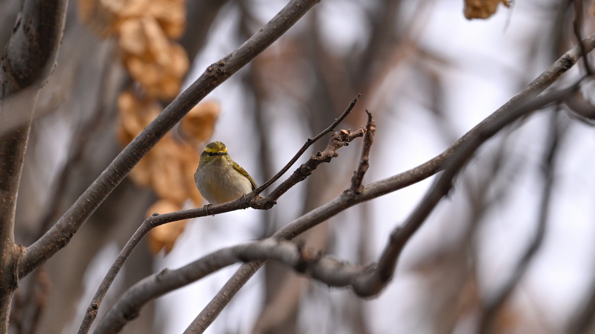 Txio erregetxoa - ML647610440