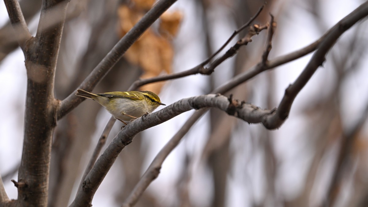 Txio erregetxoa - ML647610441