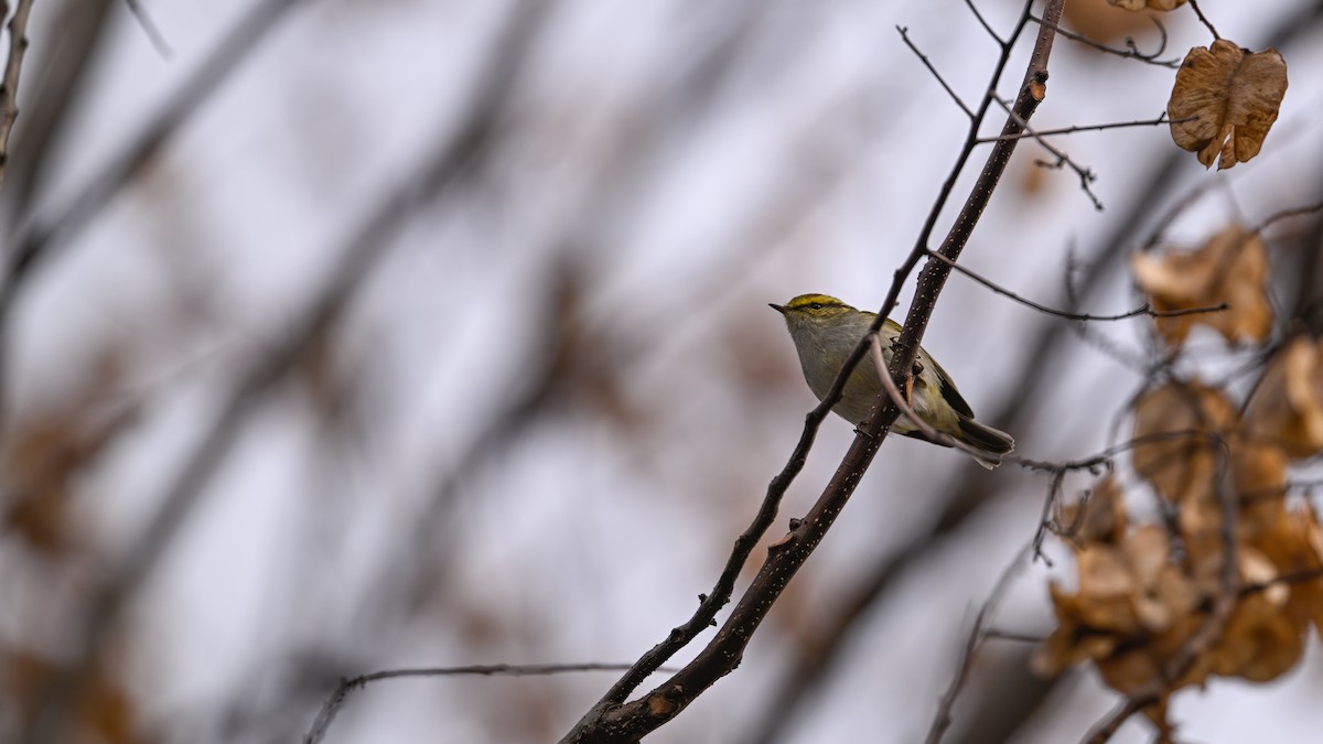 Txio erregetxoa - ML647610442