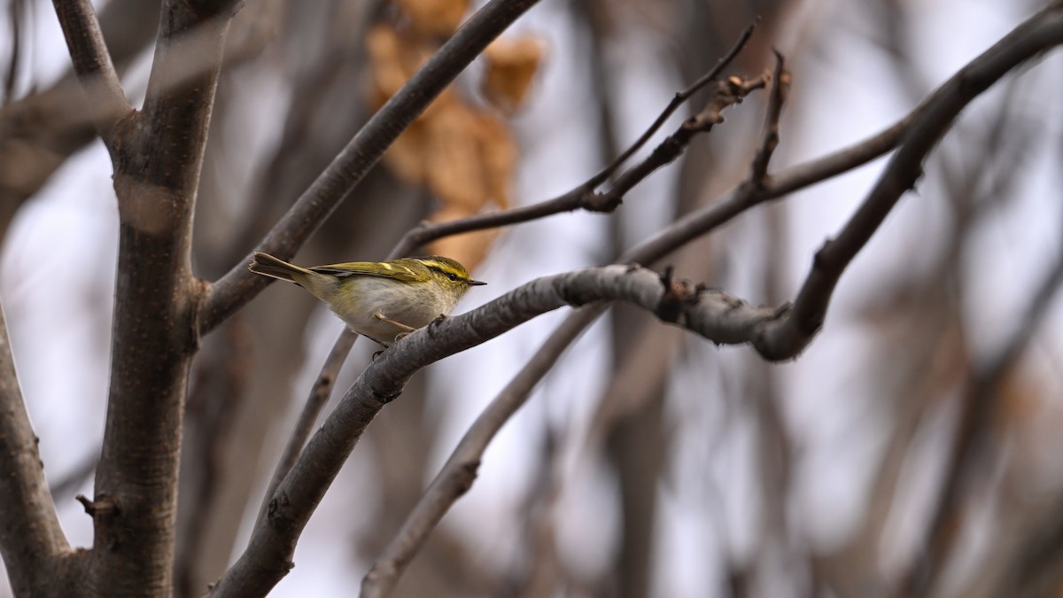 Txio erregetxoa - ML647610443