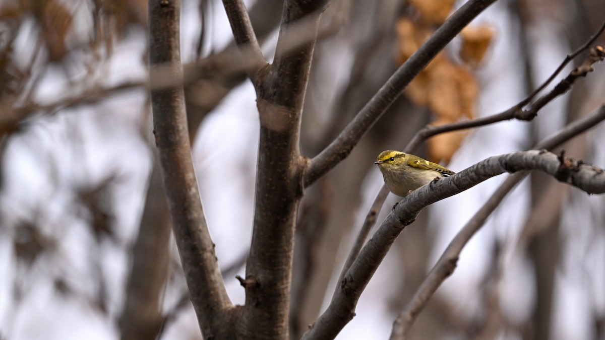 Txio erregetxoa - ML647610444