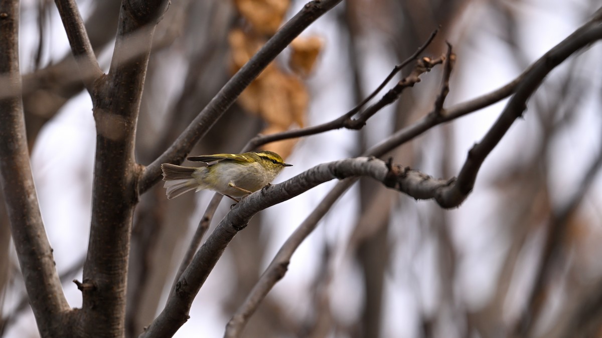 Txio erregetxoa - ML647610445