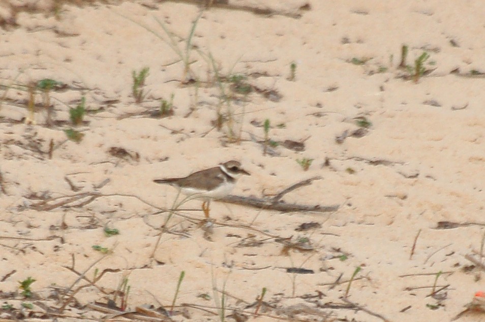 Txirritxo handia - ML647610448