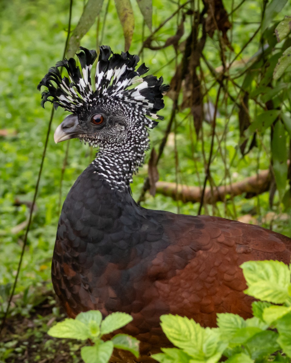 Great Curassow - ML647610449