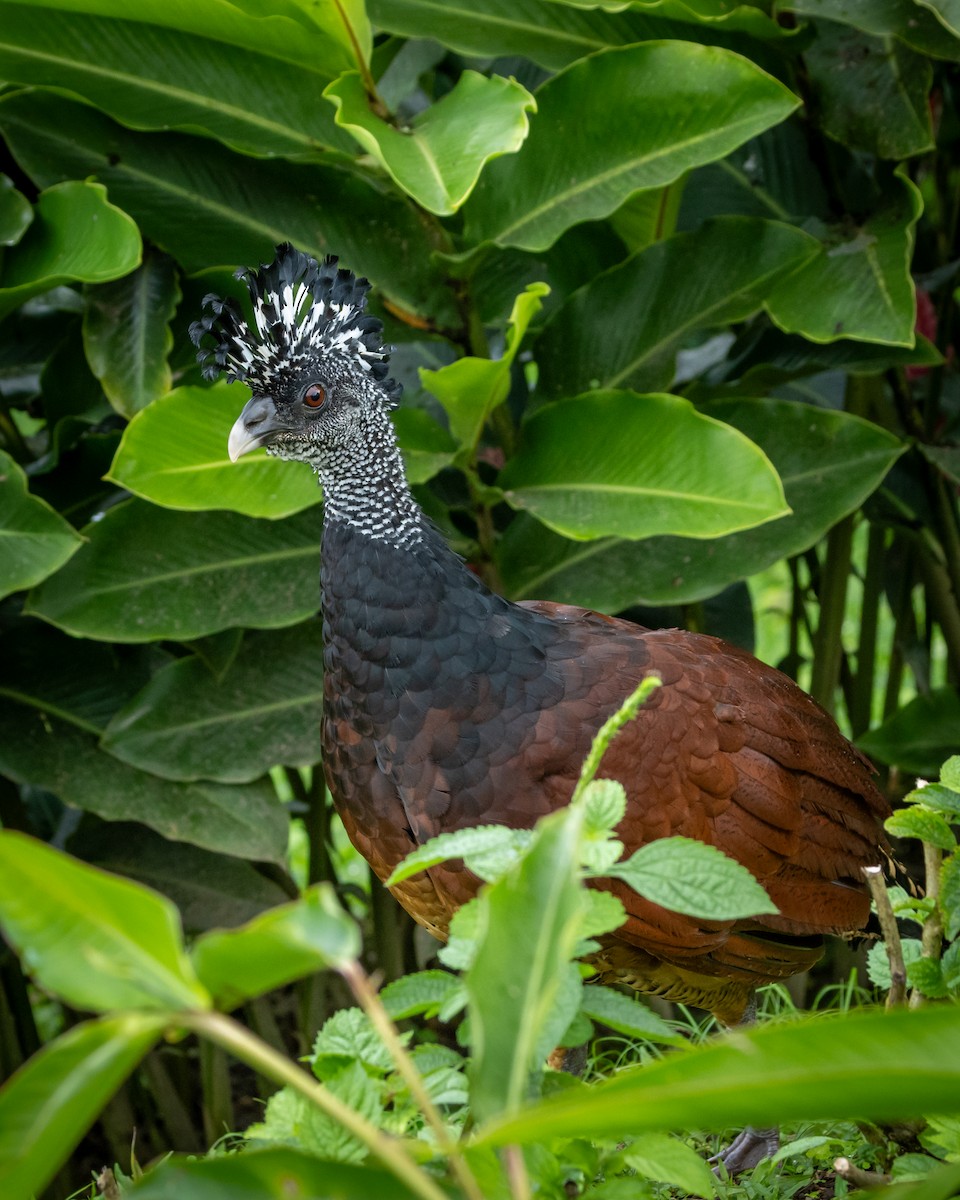 Great Curassow - ML647610450