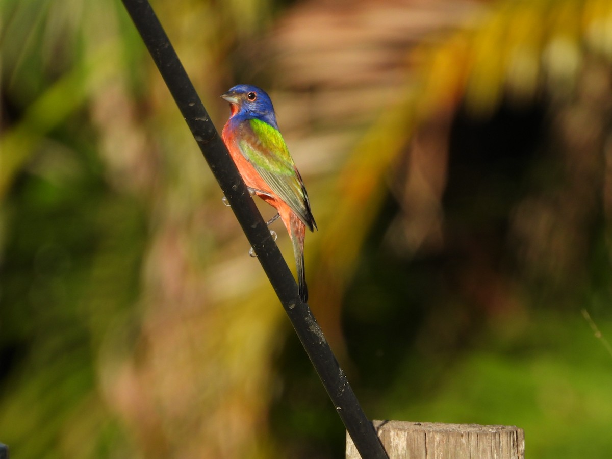 Painted Bunting - ML647610451
