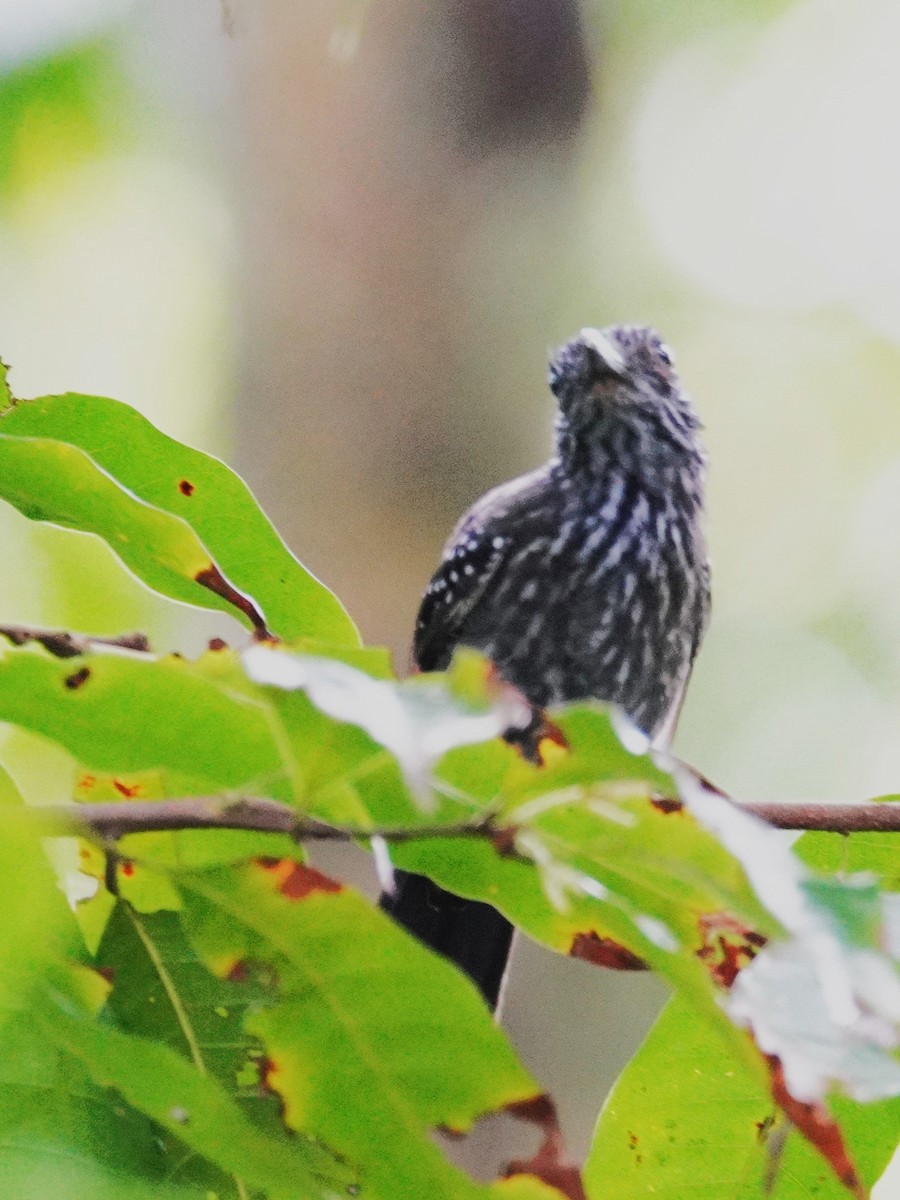 Black-hooded Antshrike - ML647610453