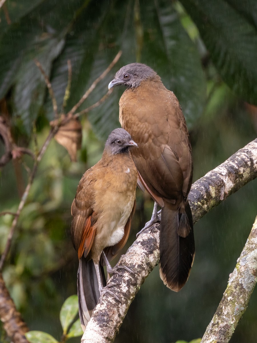 Gray-headed Chachalaca - ML647610459