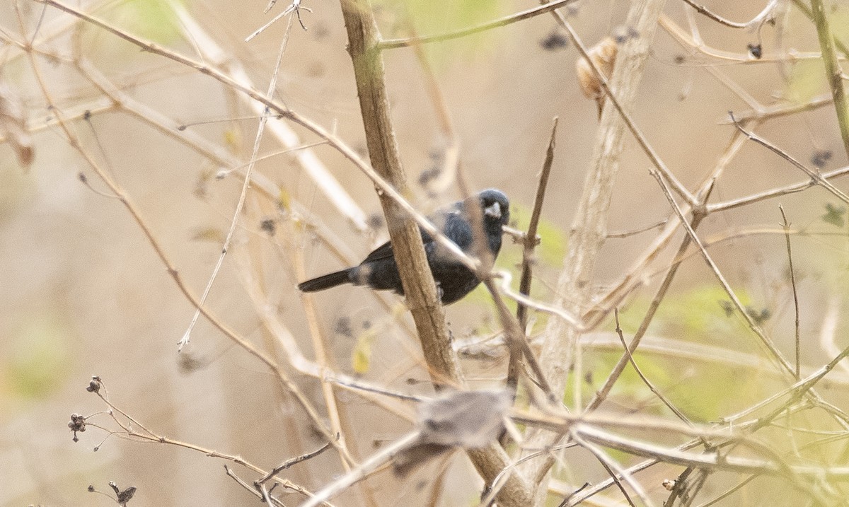 Blue-black Grassquit - ML647610460