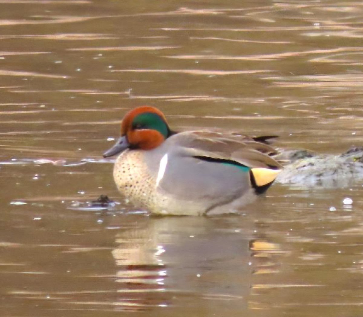 Zertzeta arrunta - ML647610461