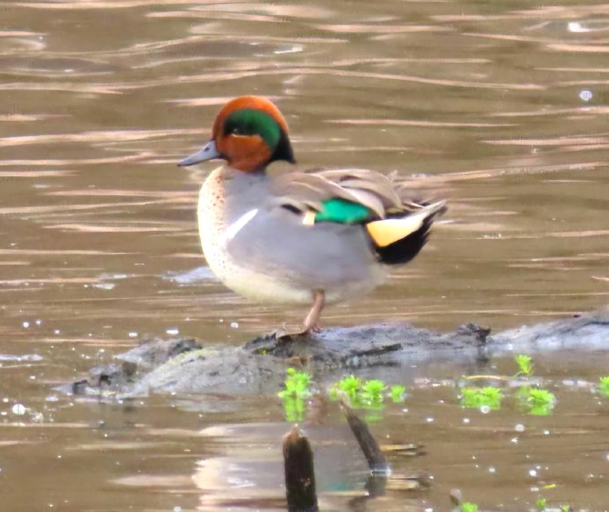 Green-winged Teal - ML647610468