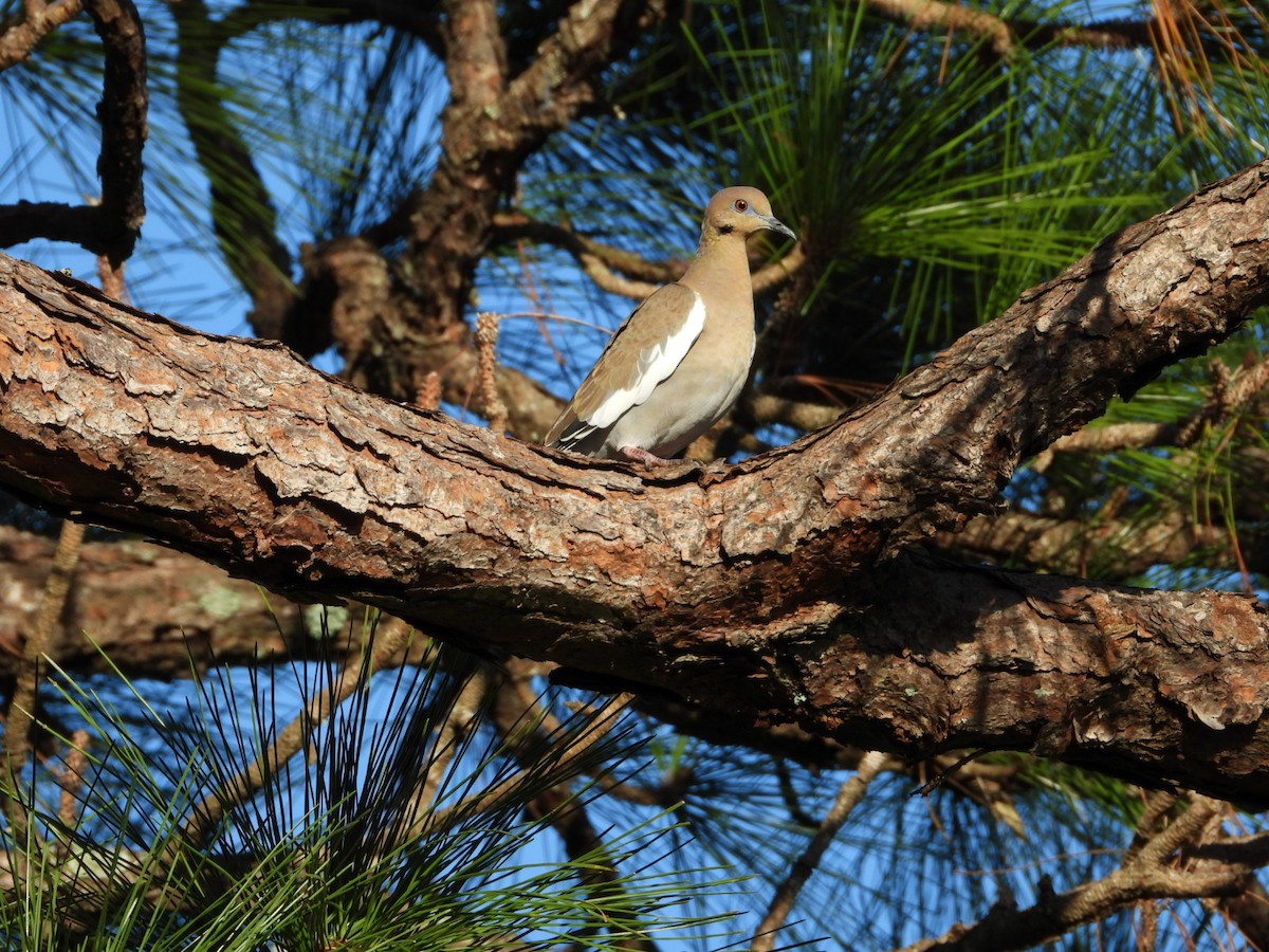 White-winged Dove - ML647610473