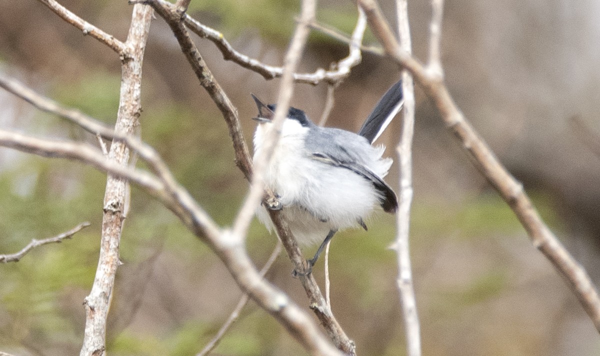 leskot tropický (ssp. atricapilla) - ML647610474