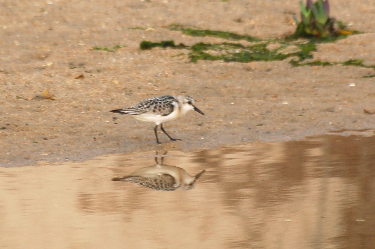 Sanderling - ML647610475