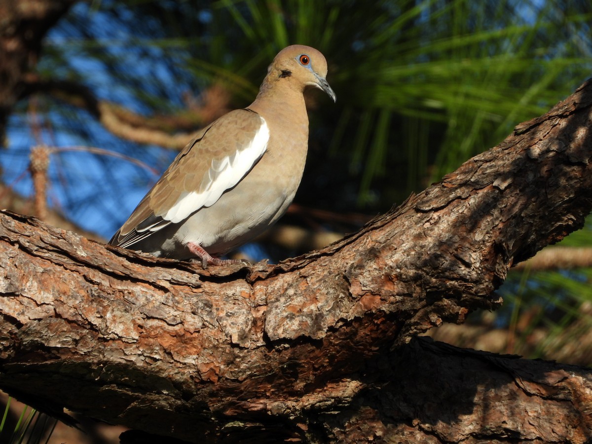White-winged Dove - ML647610478
