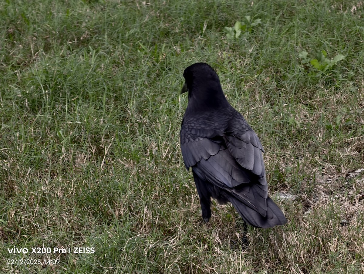 American Crow - ML647610487