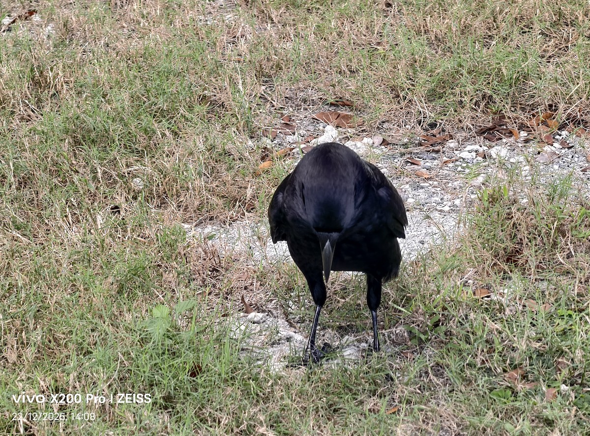 American Crow - ML647610488
