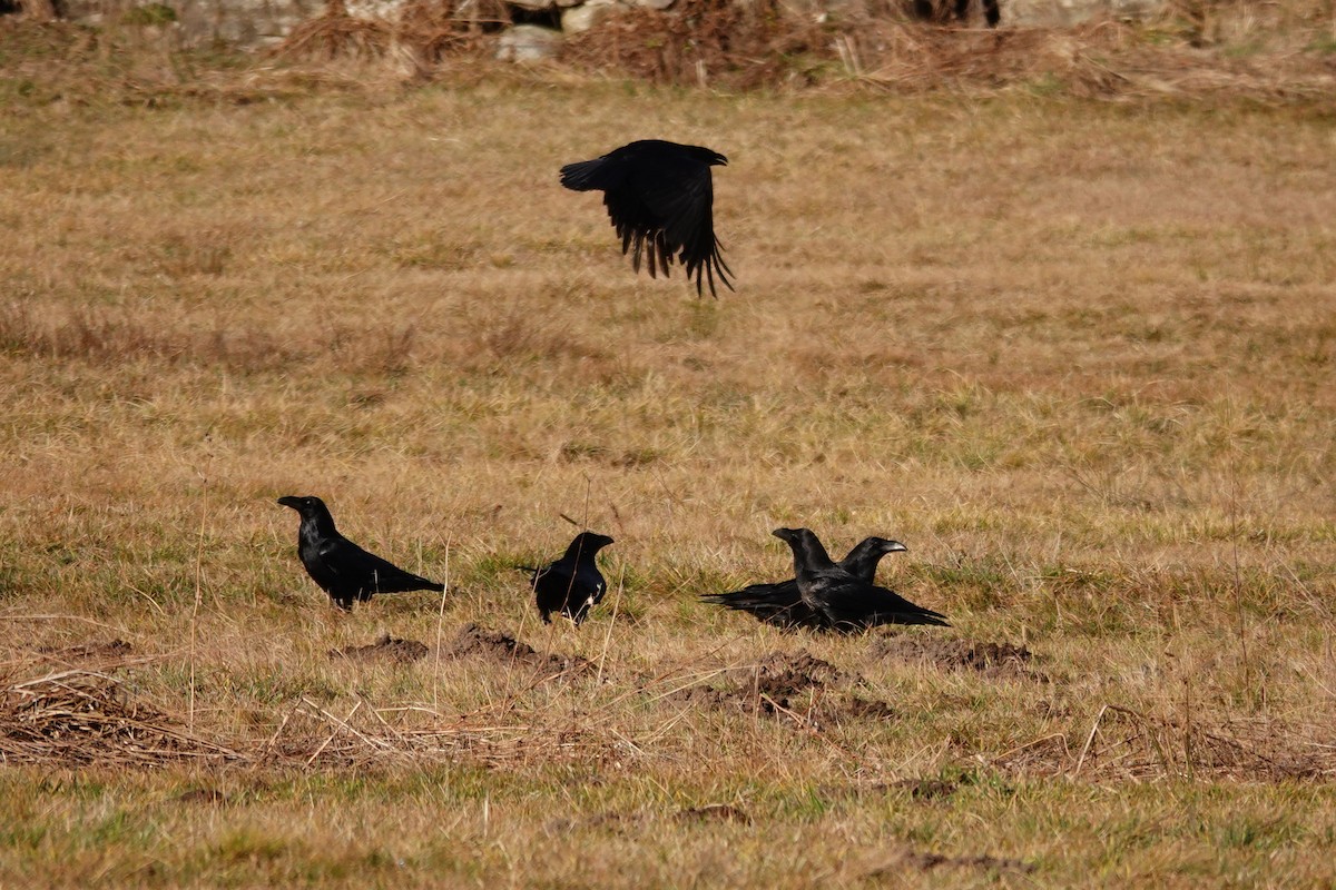 Common Raven - ML647610489