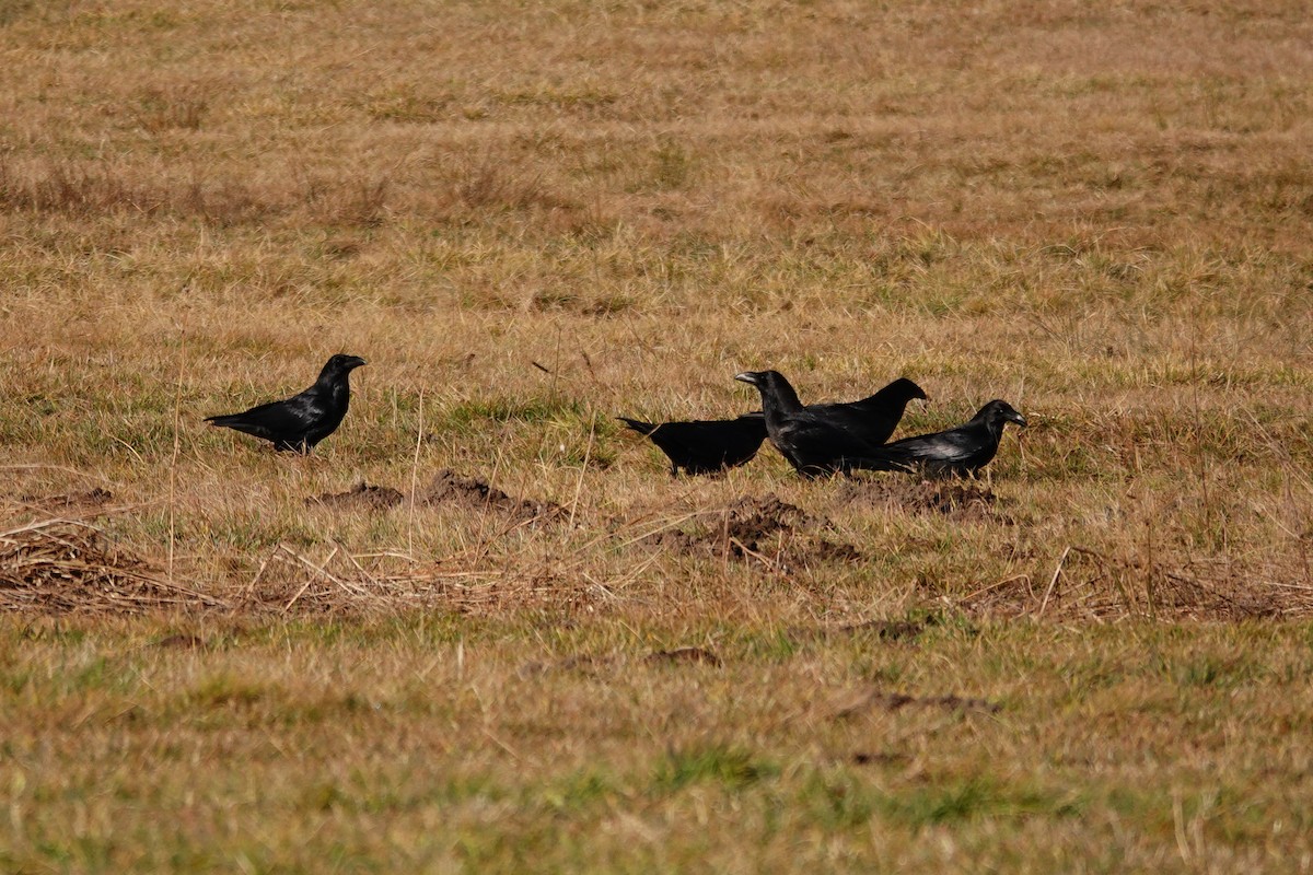 Common Raven - ML647610490