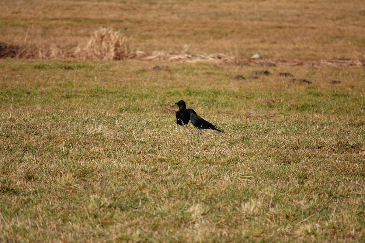 Common Raven - ML647610491