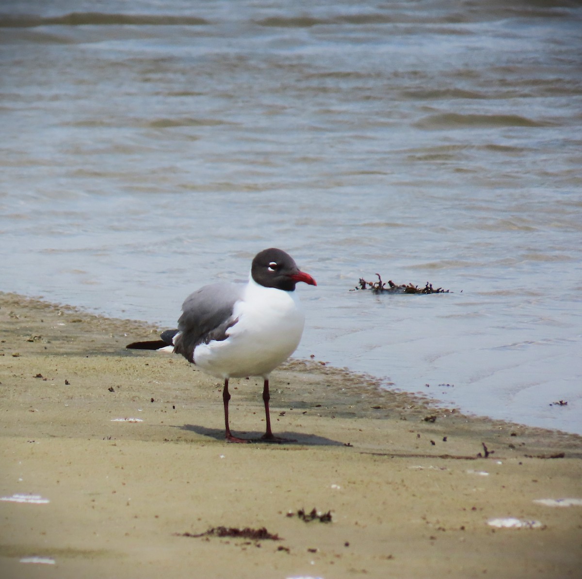 Laughing Gull - ML647610498