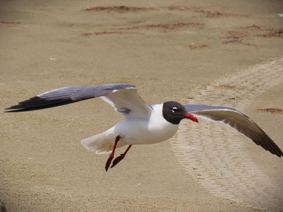 Laughing Gull - ML647610502