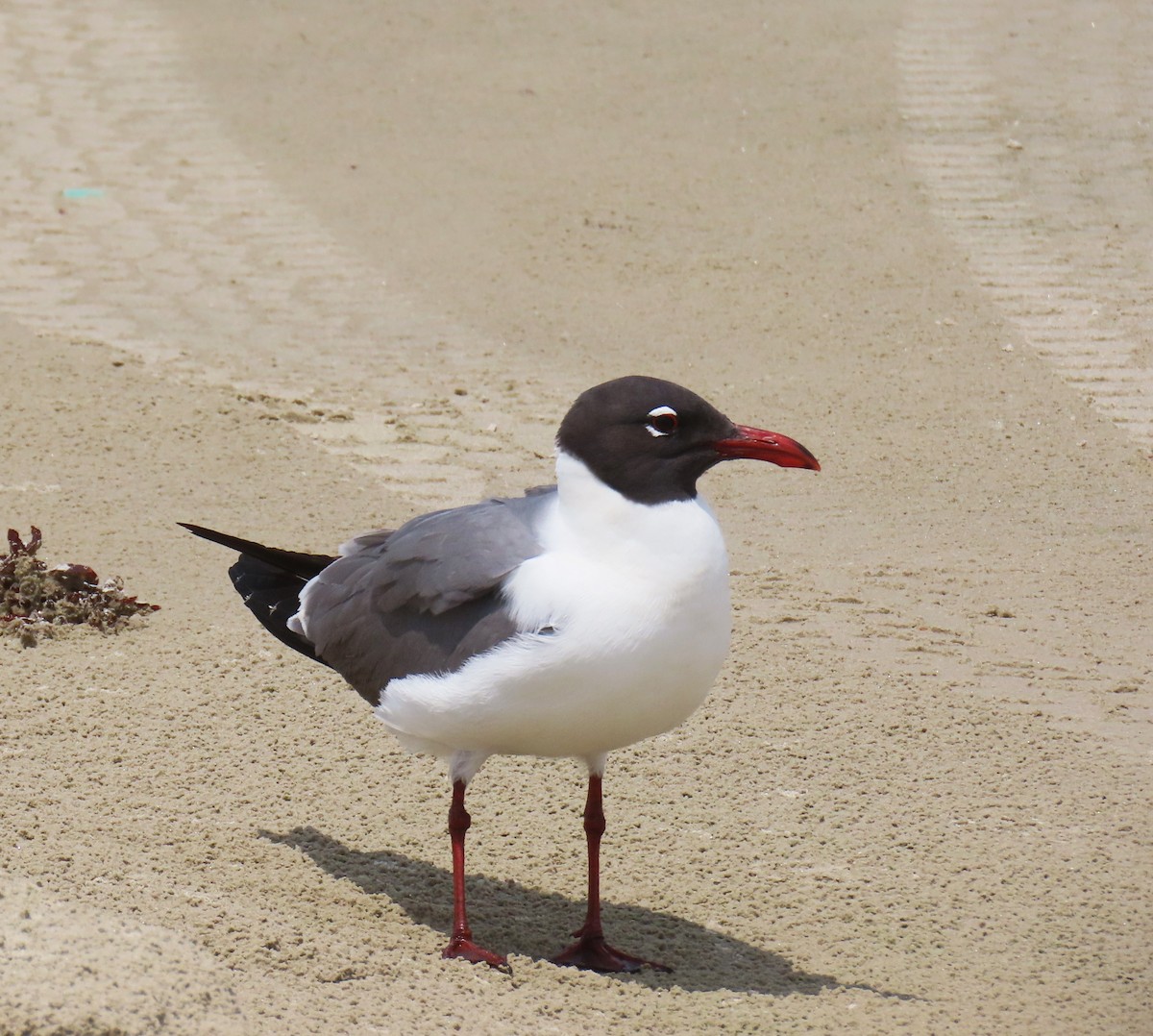 Laughing Gull - ML647610508