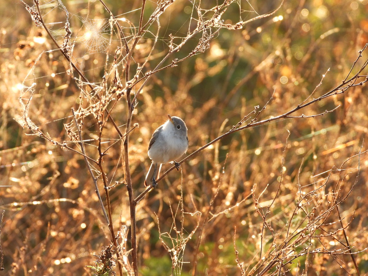 Blue-gray Gnatcatcher - ML647610519