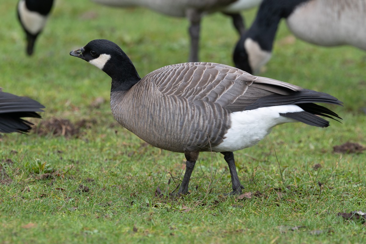 Cackling Goose - ML647610522