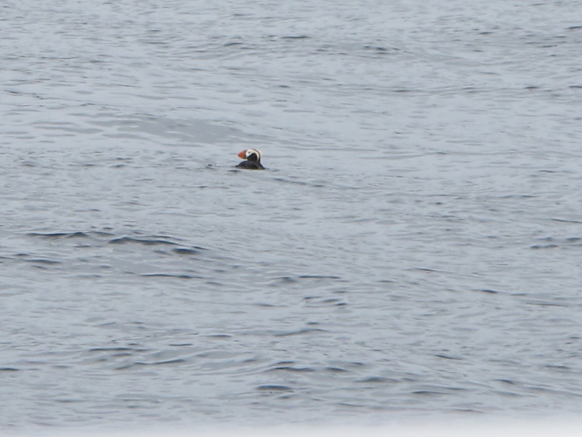 Tufted Puffin - ML647610524