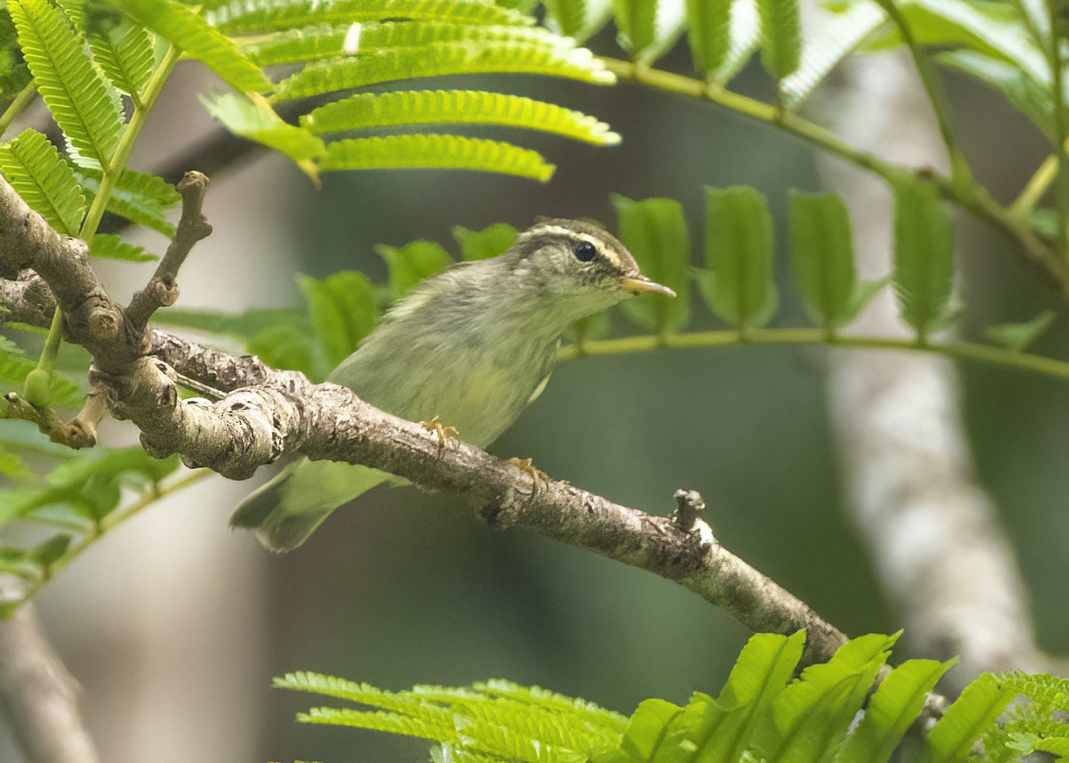 Arctic Warbler - ML647610525