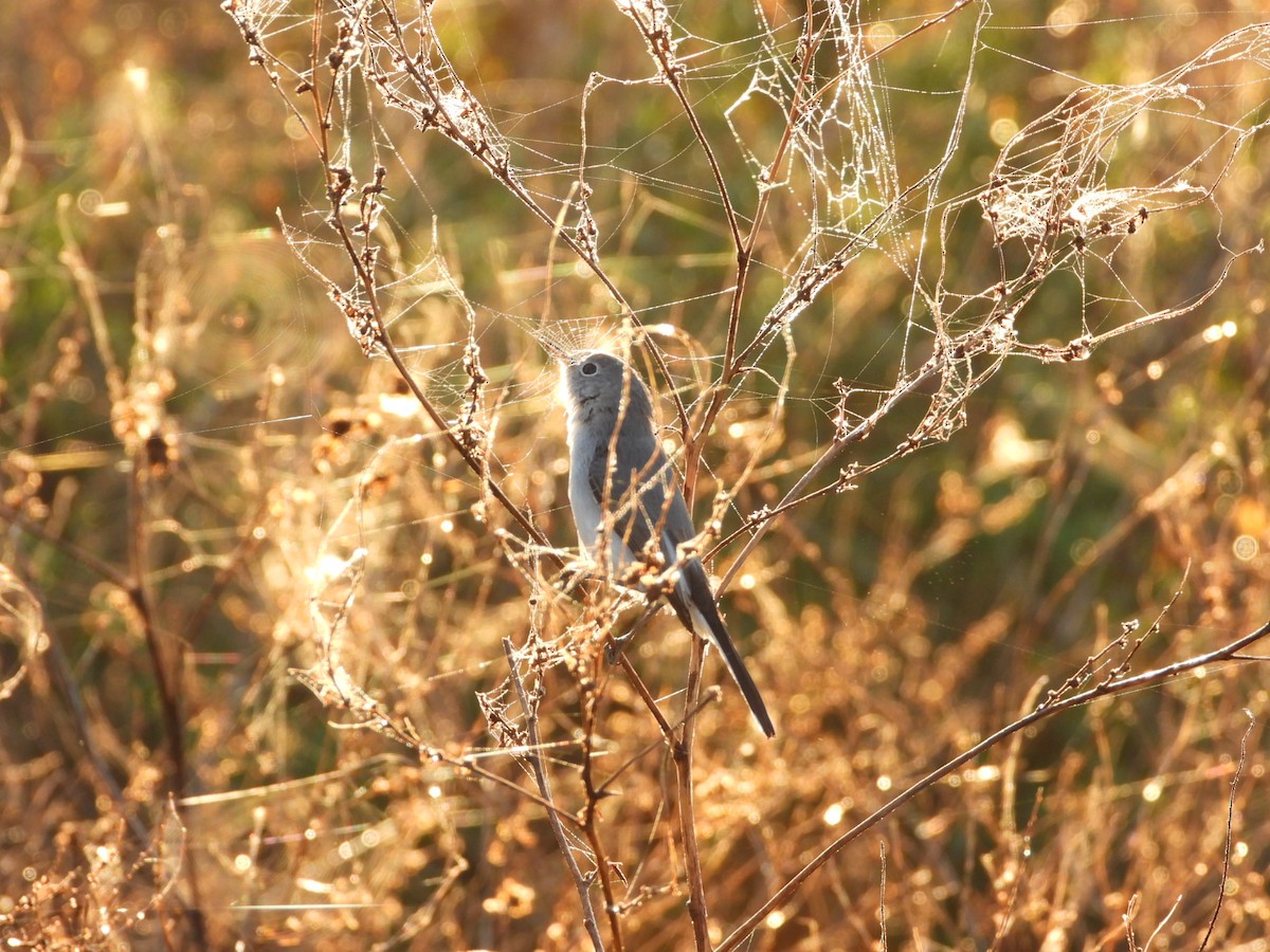 Blue-gray Gnatcatcher - ML647610526