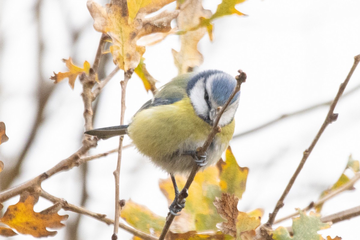 Eurasian Blue Tit - ML647610527