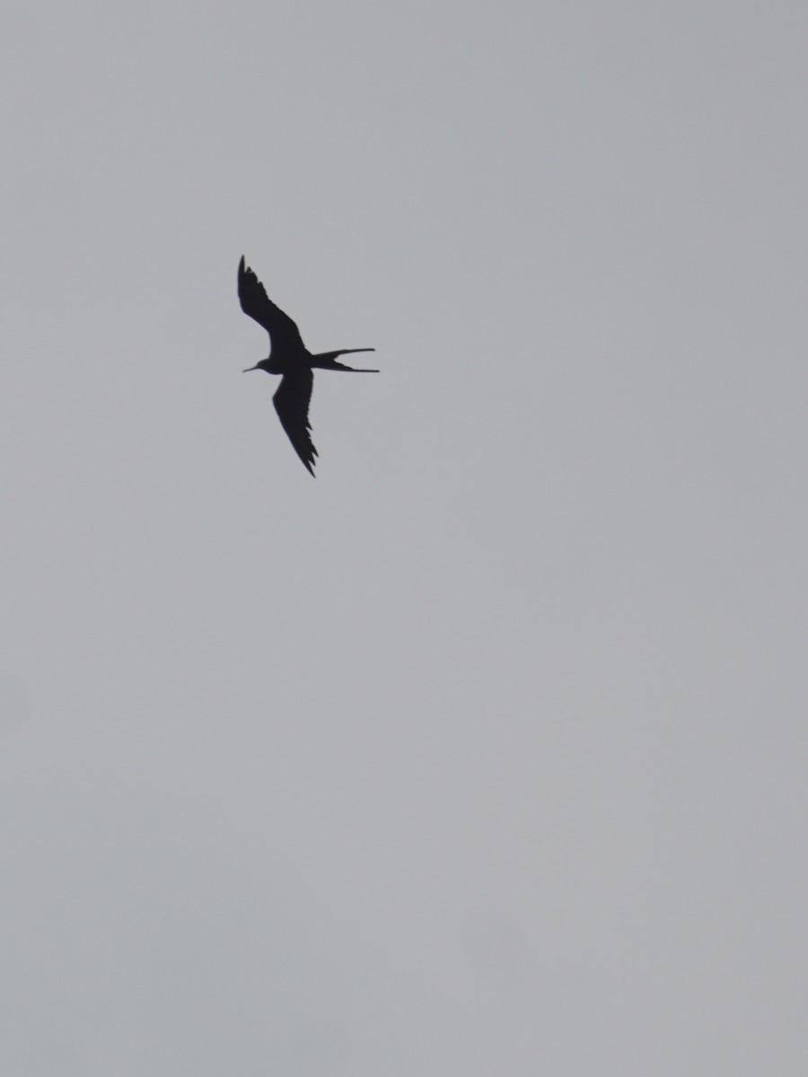 Magnificent Frigatebird - ML647610528