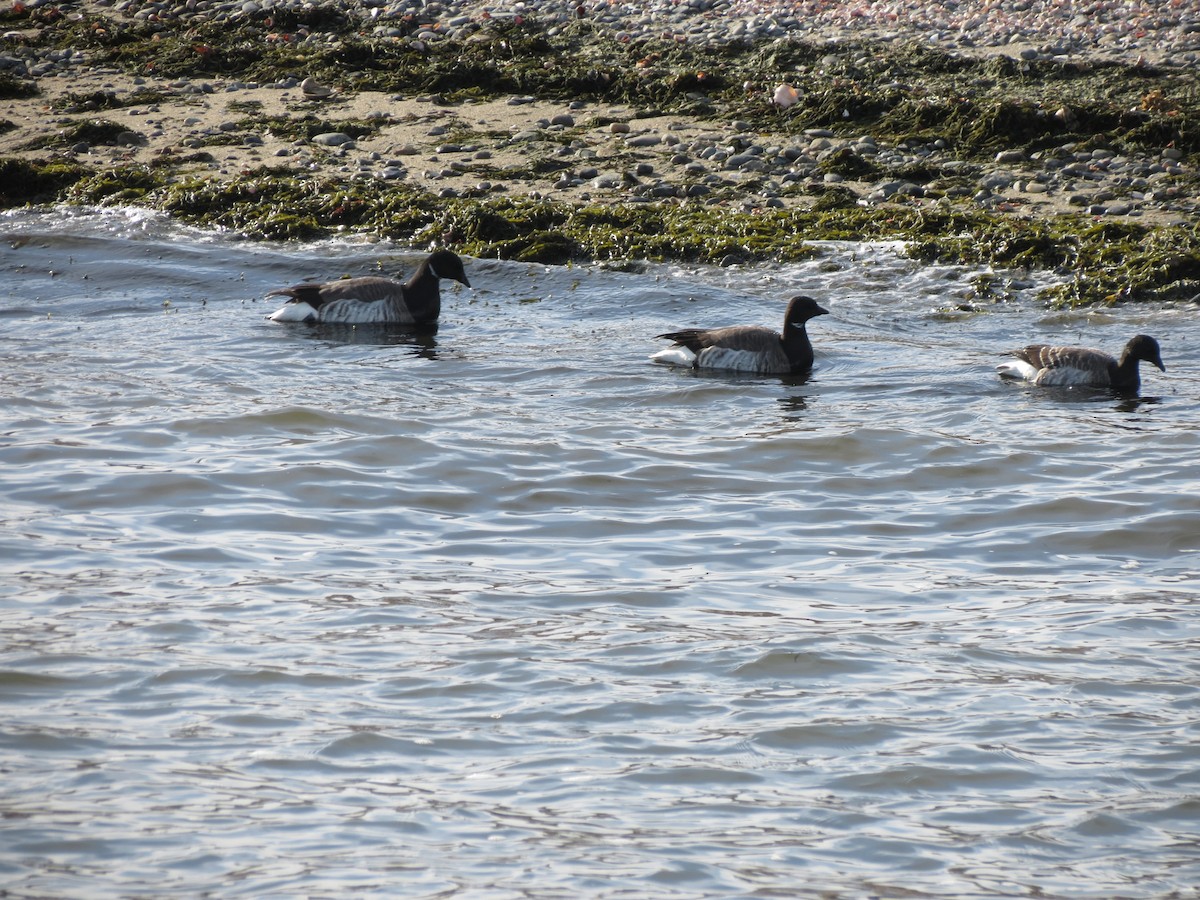 Brant - ML647610530