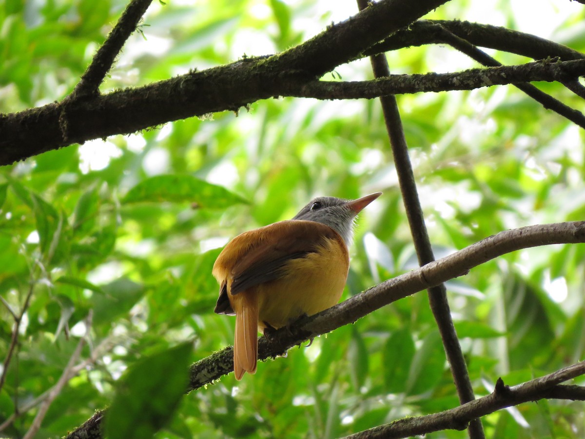 Gray-hooded Attila - ML647610532