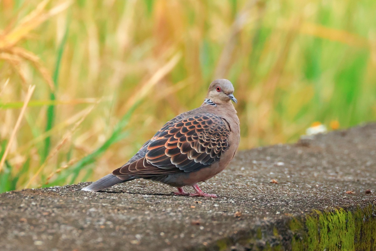 Oriental Turtle-Dove - ML647610533