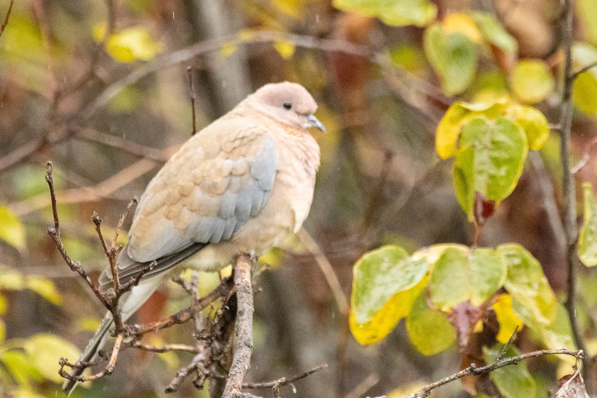Laughing Dove - ML647610537