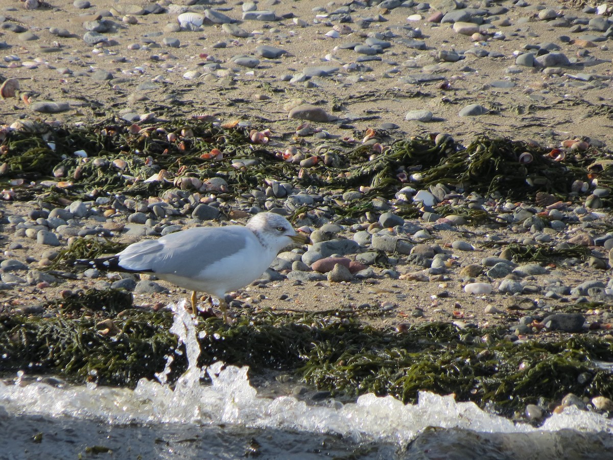 Ring-billed Gull - ML647610539