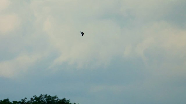 Дымчатый коршун [группа vociferus] - ML647610541